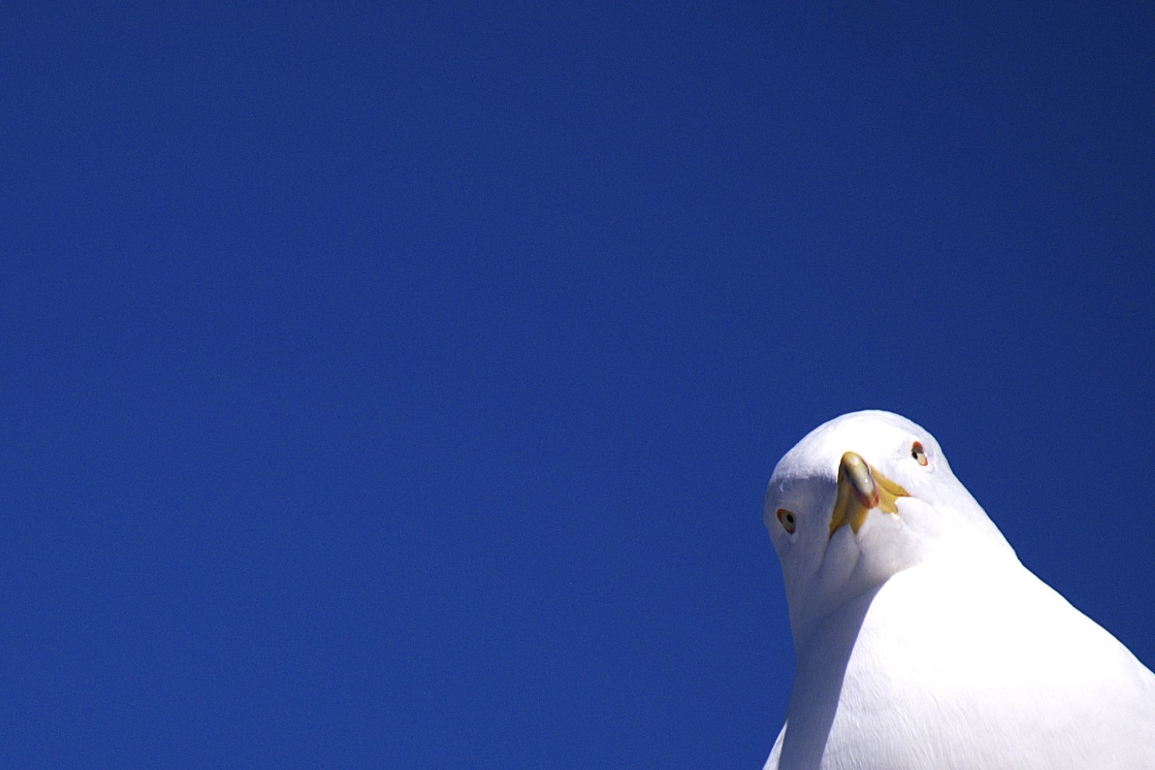 Möwe