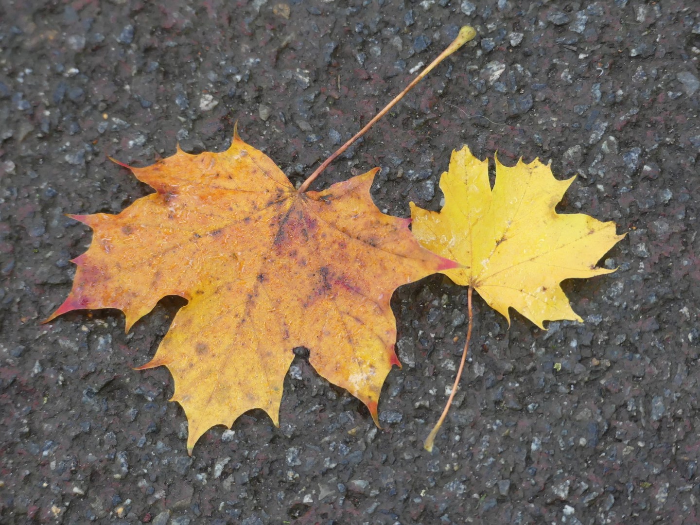 Herbstlaub