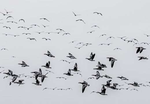Vogelzug