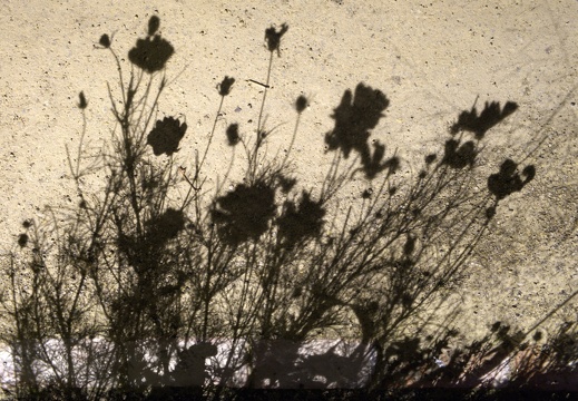 Schattenblumen