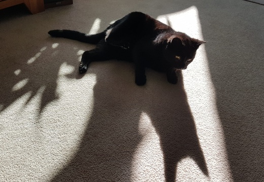 Schattenkatze