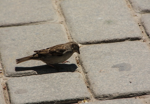 Spatz