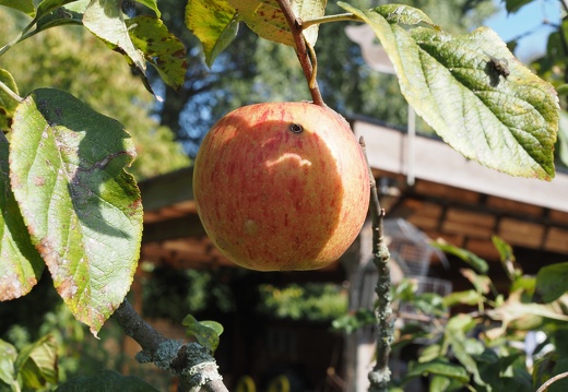 20250928 Apfel Schatten 1