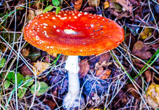 Amanita Muscaria