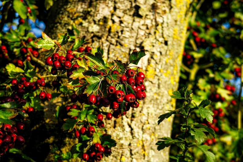 Herbst-1.jpg