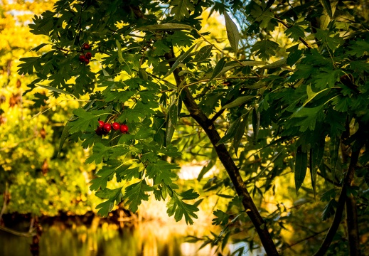 Herbst-5