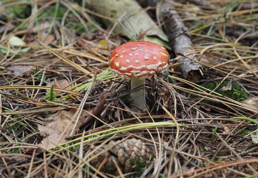 20250927 Fliegenpilz 12