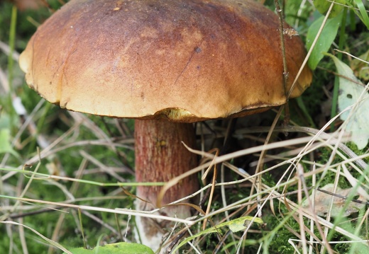 20250927 Pilze 13
