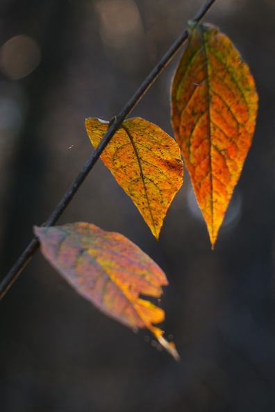Herbst 23.JPG