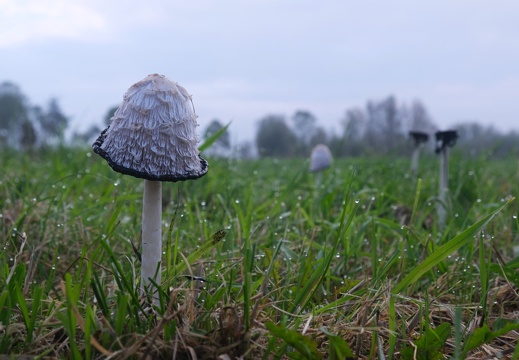 Pilze 2