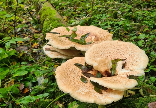 Pilze 5