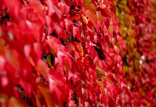 Herbst-7