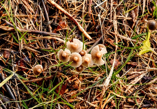 Pilze-1