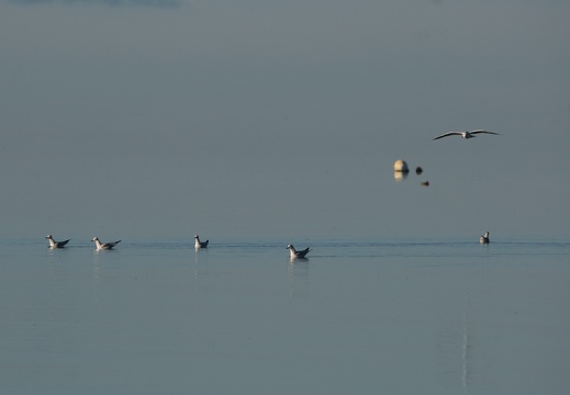 Möwe 3