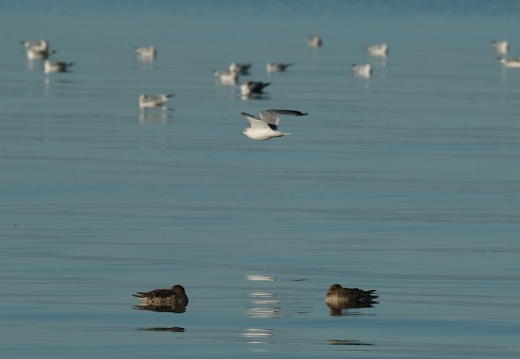 Möwe 4
