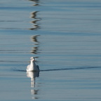 Möwe 5