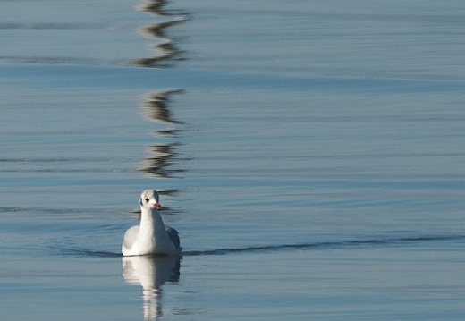 Möwe 5