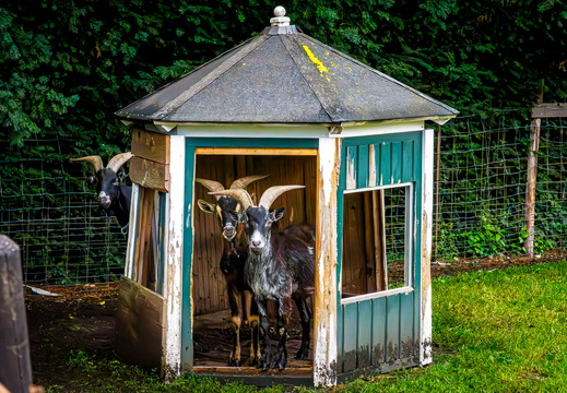 Ziegenfarm