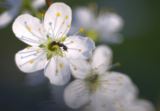 Blüte 2