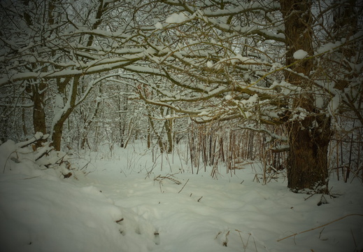 DSCF4193