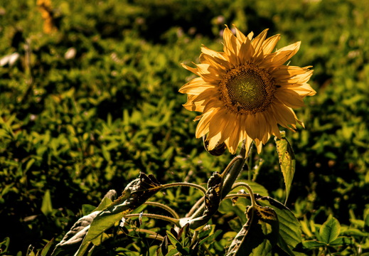 Sonnenblume