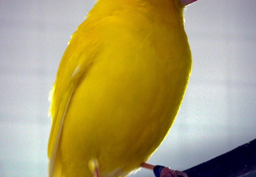 Kanarienvogel (Serinus canaria).