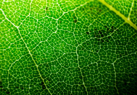 Herbstblatt
