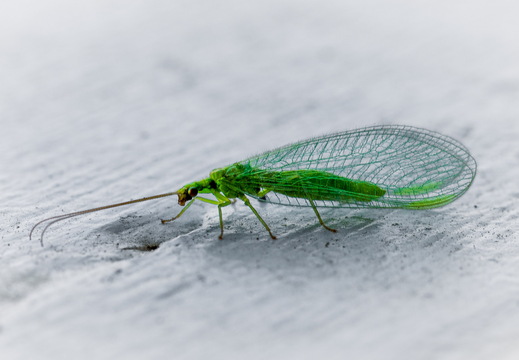  Florfliege (Chrysopidae)