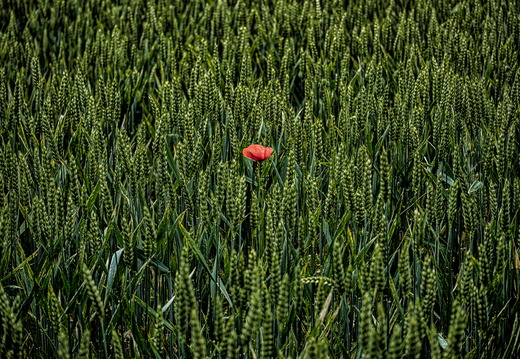 Mohn