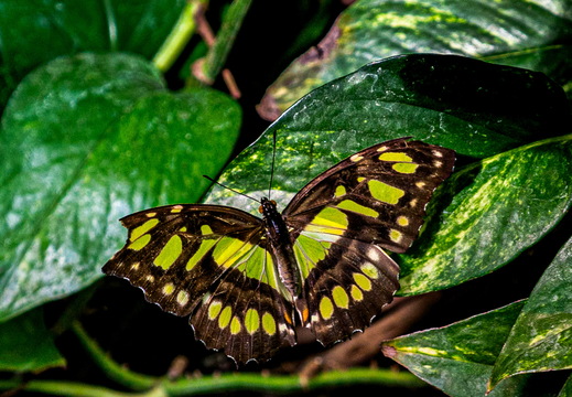 Malachitfalter (Siproeta stelenes).
