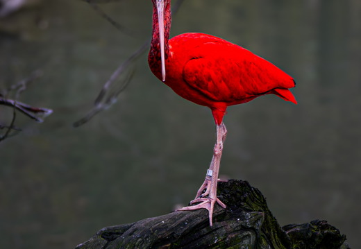 Scharlachsichler (Eudocimus ruber)