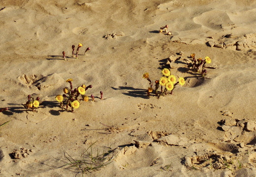 Es geht auch mit Sand