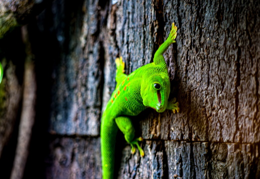 Zoo Salzburg