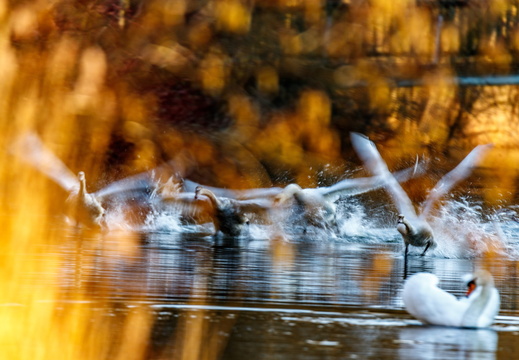 Schwan