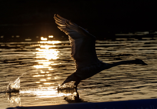 Schwan