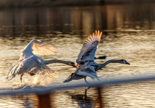 Schwan