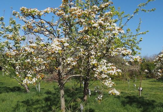 20260426 Bien Galgenberg Benita 3