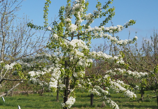 20260426 Bien Galgenberg Palmischbirne